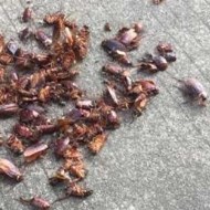 天氣變冷蟑螂都藏到哪去了呢？
