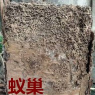 別墅墻體挖出超大白蟻巢！??！